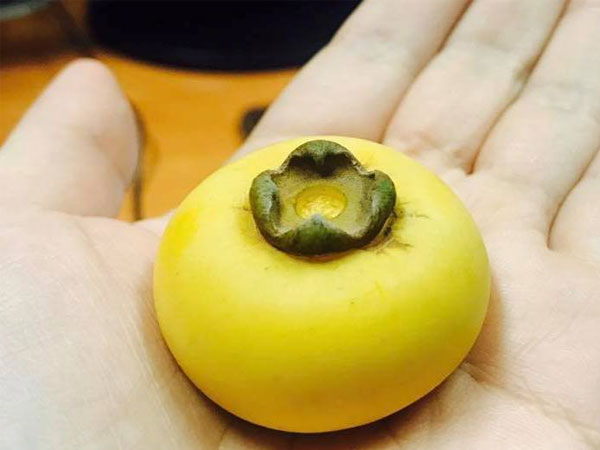 Loại quả cô tiên cổ tích bỗng xuất hiện sang chảnh trong các gia đình Hà thành
