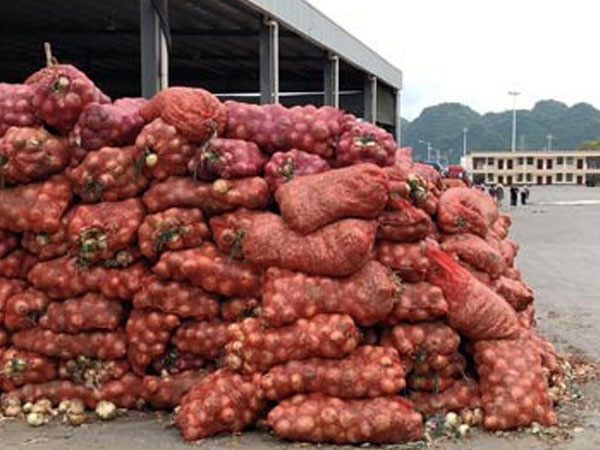 Mua hành tây, cà rốt Trung Quốc được bao giấy tờ chứng minh đồ Đà Lạt