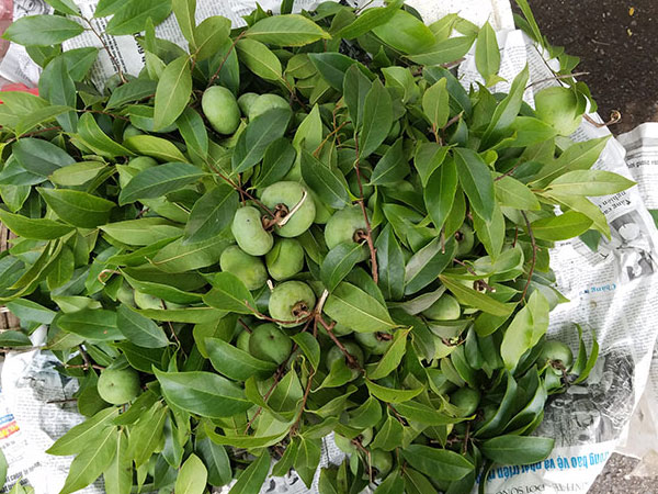 Thứ quả 'thần tiên' gắn liền với tuổi thơ 8x, 9x nay được bán với giá 'chát'