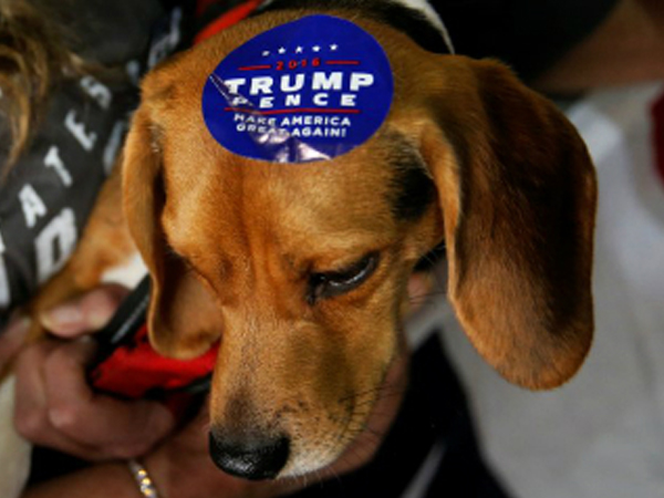 Chó ở Mỹ vạ lây vì cuộc chiến thương mại của ông Trump