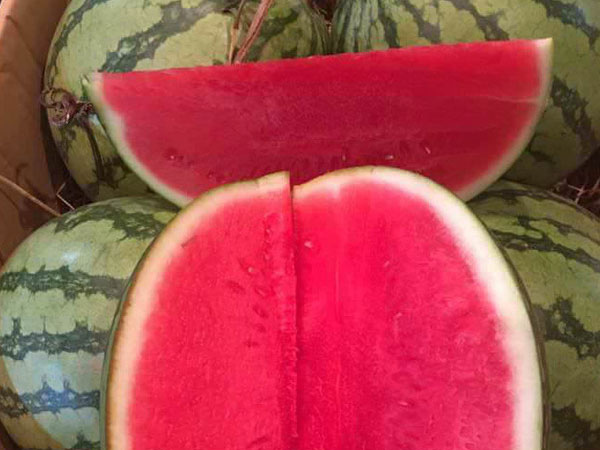 Dưa hấu không hạt đỏ au giá 30 nghìn đồng/kg hút khách Hà thành