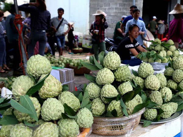 Lạng Sơn được mùa na, sản lượng ước đạt hơn 30.000 tấn