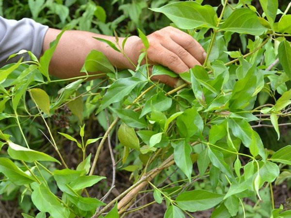 Vợ bỏ lá ngón vào canh đầu độc chồng