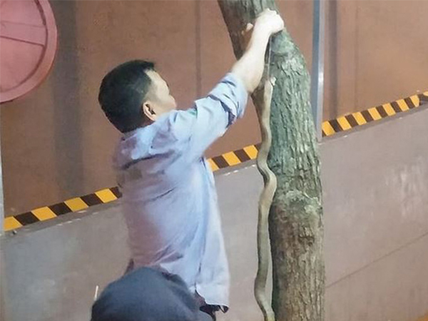 Hà Nội: Bé trai bị rắn cắn khi chơi ở công viên Linh Đàm