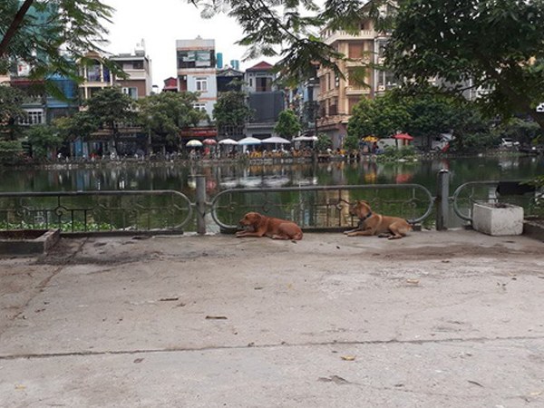 Vụ người đàn ông cụt chân bị chó Becgie cắn chết ở Hà Nội: 'Nỗi lo lắng bấy lâu của dân cư trong ngõ đã thành sự thật'