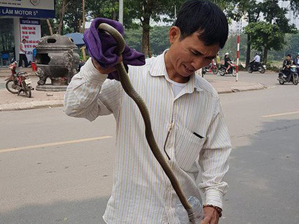 Chuyên gia lý giải nguyên nhân rắn 'thi nhau xuất hiện' ở khu đô thị Linh Đàm
