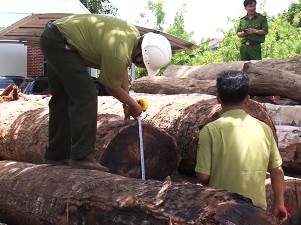 Khởi tố Hạt trưởng kiểm lâm tiếp tay cho trùm gỗ lậu Phượng 'râu'