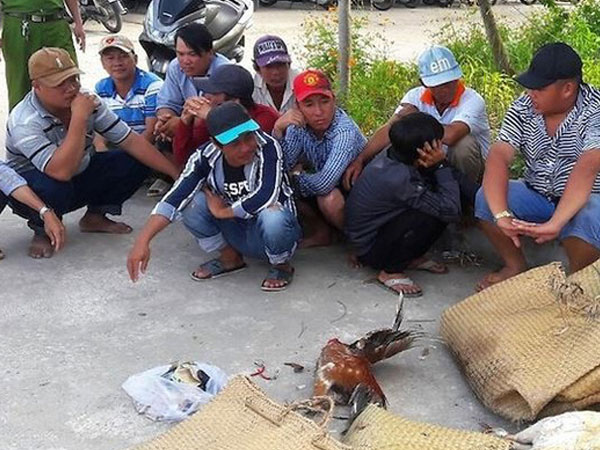 Bắt quả tang 20 người vào chòi vuông đá gà ăn tiền
