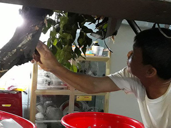 Sau cơn mưa lớn, nhánh cây cổ thụ hơn 50 tuổi tét nhánh đè vào nhà dân ở TP.HCM