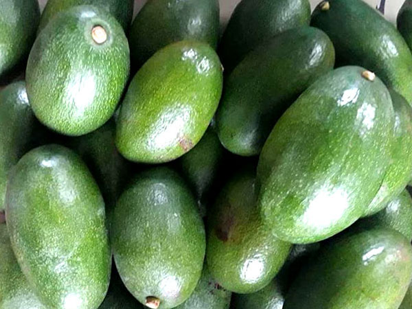 Quả bơ khổng lồ: Cả nhà nhịn cơm chia nhau ăn không hết
