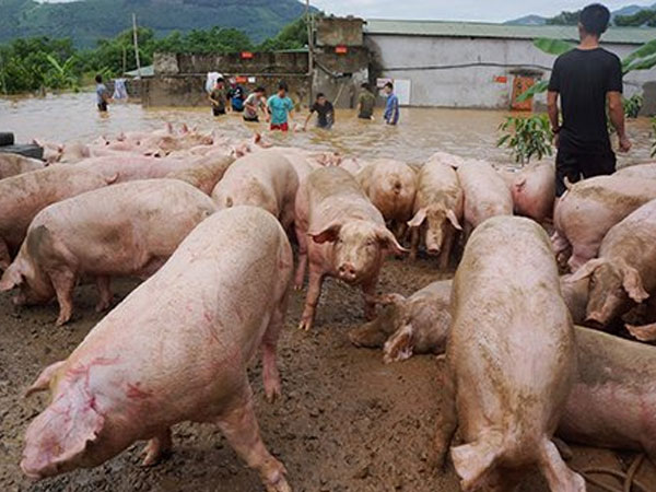 Cả trăm người vật lộn trong nước lũ cứu đàn lợn hơn 1.000 con