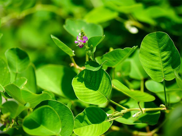 Cách trồng kim tiền thảo giúp trị bách bệnh cho cả nhà