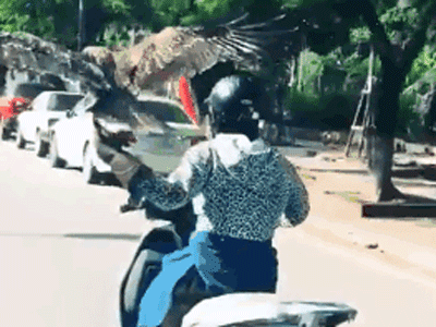 Xuất hiện 'thần điêu đại tỉ' mang chim cắt đi Lead phóng hiên ngang giữa phố