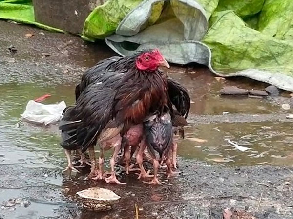 Video: Gà mẹ giang cánh che chở đàn con giữa trời mưa bão