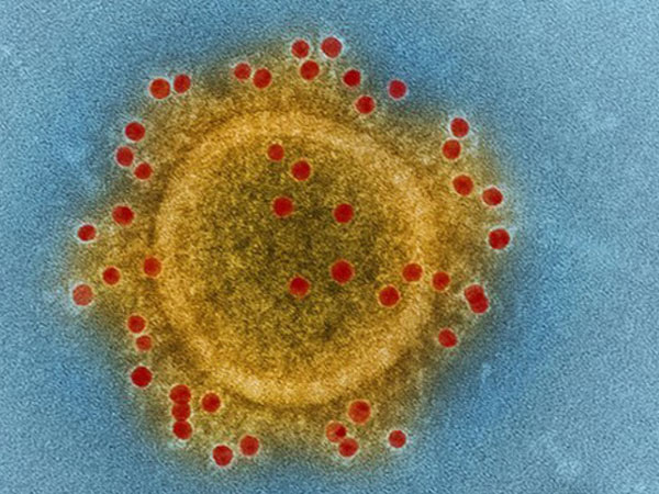 Virus 'tử thần' MERS-CoV xuất hiện trở lại tại Hàn Quốc