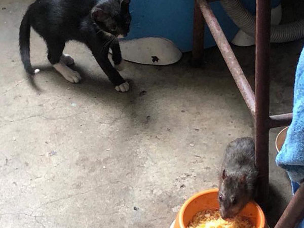 Hai chú chuột nổi tiếng nhất MXH hôm nay: Một đầu gấu cướp cả cơm mèo, một đen đủi kẹt đầu vào lồng chim