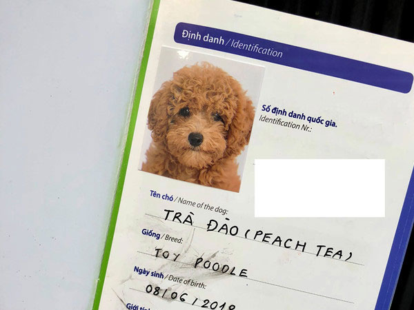 9X 'dở khóc dở cười' khi lần đầu đưa chó đi làm giấy khai sinh