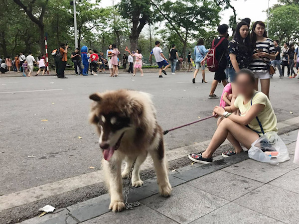'Sẽ cấm tiệt, không cho mang chó vào phố đi bộ hồ Gươm'