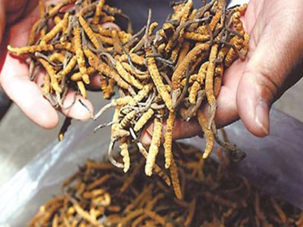 Thần dược 2 tỷ đồng/kg: Sự thật 'cú lừa thế kỷ' khiến đại gia ngã ngửa