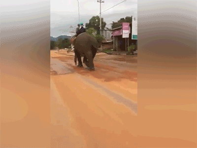 Video: Bố đưa con đi học bằng voi ở Đắk Lắk
