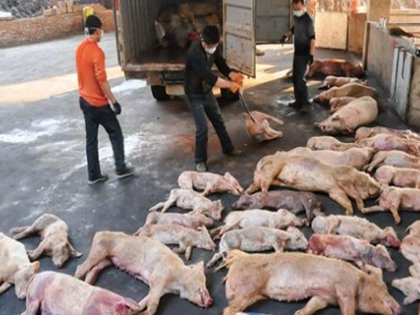 Dịch tả lợn châu Phi ‘tấn công’ châu Á, hiện chưa có thuốc chữa