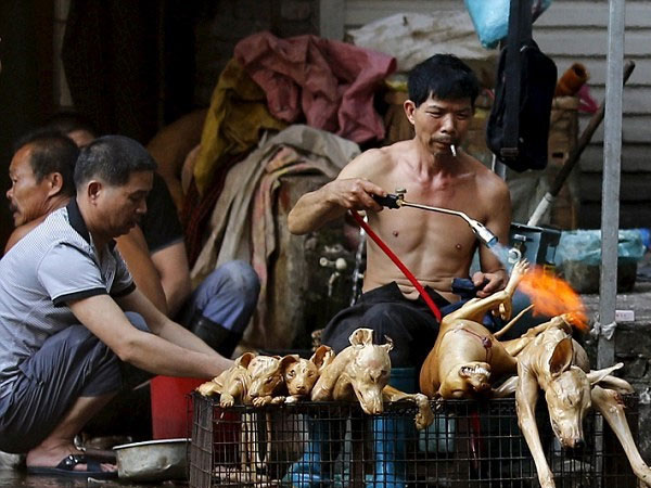 Những nguy hiểm rình rập sức khỏe khi ăn thịt chó