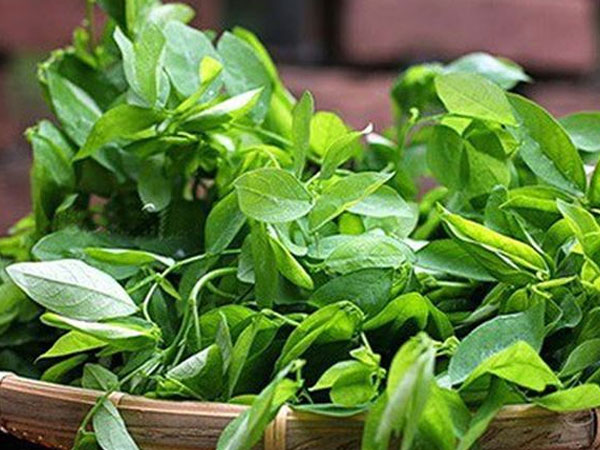 Rau ngót - 'thần dược' trị nhiều bệnh không phải ai cũng biết