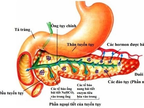 Căn bệnh khiến thanh niên 20 tuổi tử vong tức tưởi, phái mạnh cần lưu ý