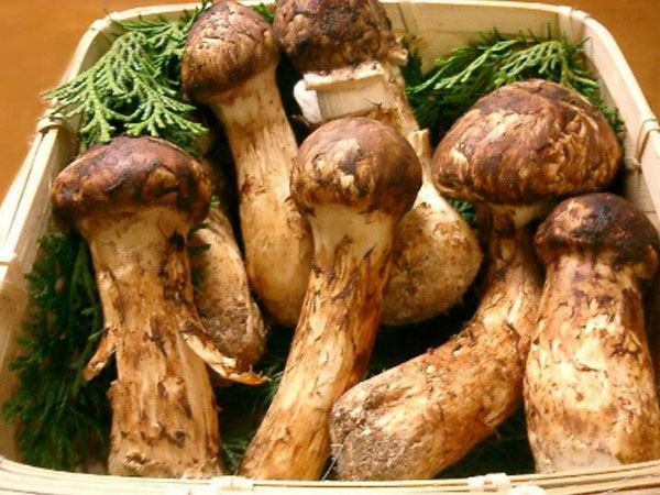 Vài chục triệu đồng một kg nấm matsutake