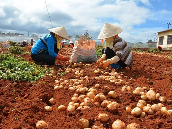 Cấm cửa nông sản Trung Quốc 'đội lốt' hàng Việt tuồn vào Đà Lạt