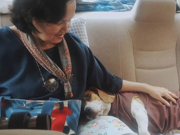 Nàng dâu kể khổ chuyện nai lưng phục vụ... chó của mẹ chồng: Cháu mới sinh bà không bế, chỉ hỏi hôm nay chó ăn gì
