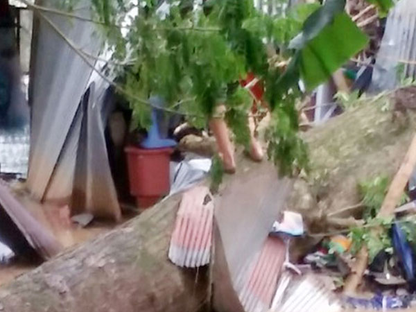 Cây ngã đè chết hai mẹ con đang ngủ