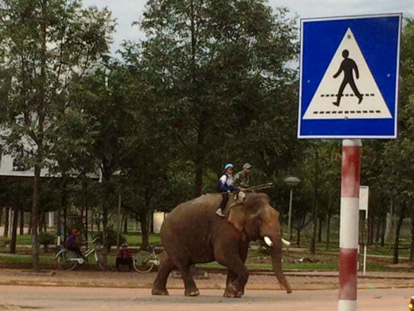 Đắk Lắk đưa con đi học bằng voi như truyền thuyết
