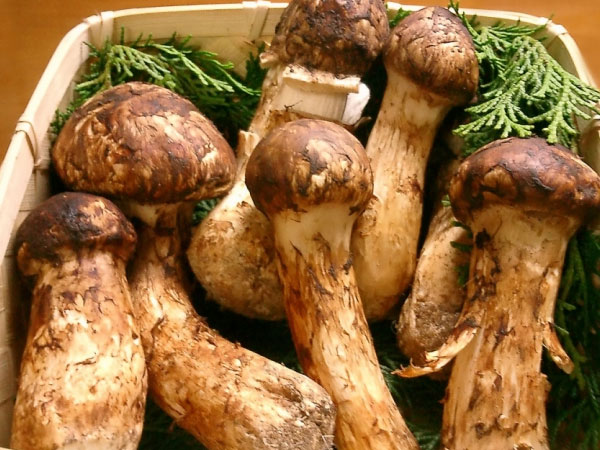 Nấm Matsutake đắt đỏ nhất thế giới đang cháy hàng tại Việt Nam