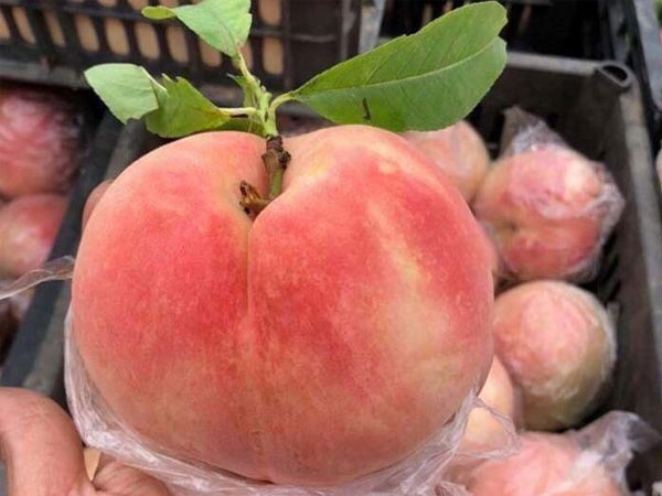 Sự thật về đào tiên khổng lồ 1kg/trái
