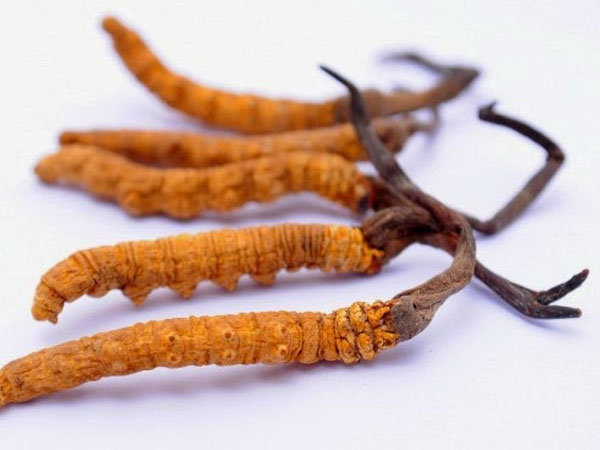 Sự thật về 'thần dược' Đông trùng hạ thảo 2 tỷ đồng/kg: Cú lừa thế kỷ dành cho các đại gia