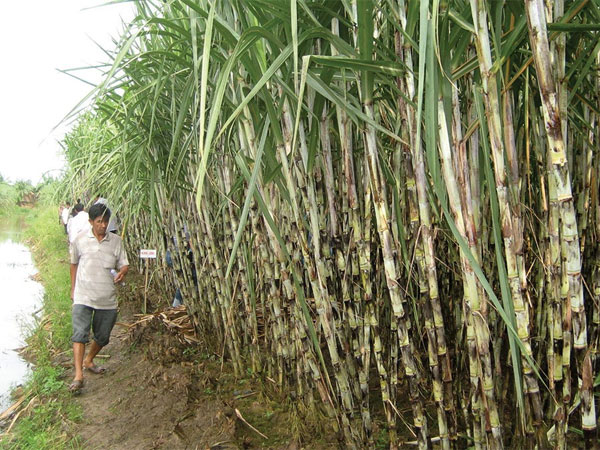 Ngành mía đường 'chao đảo'