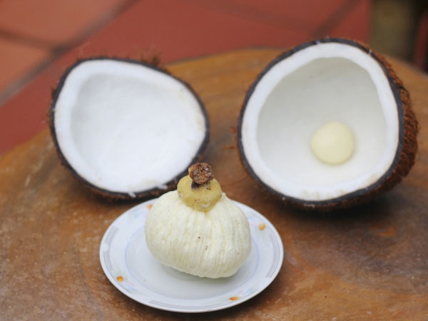 Mộng dừa là gì mà có giá cao gấp 30 lần quả dừa?