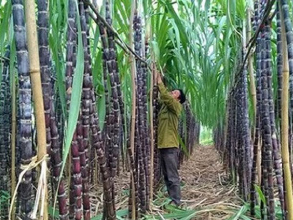 Ngành mía đường: 'Chao đảo' vì đường lậu
