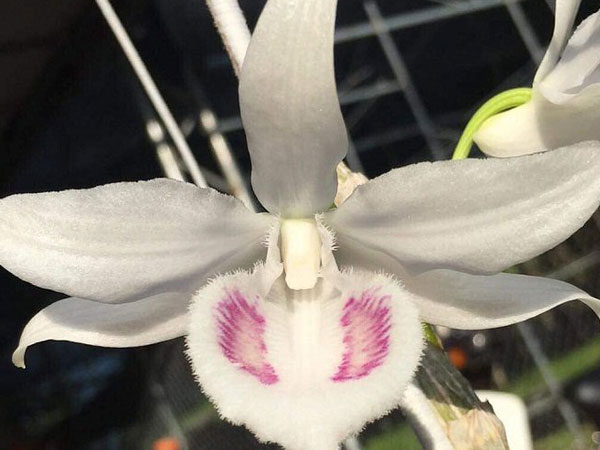 Đà Nẵng: Chi 6,8 tỉ đồng chỉ để mua một cây lan
