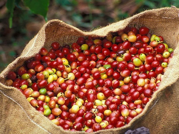 Giá cà phê hôm nay (25/9): Tăng nhẹ