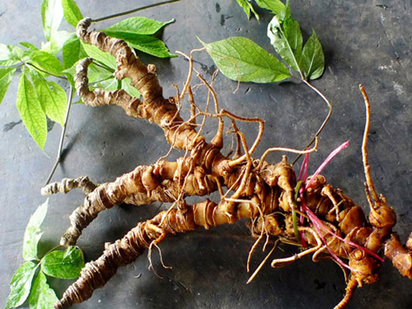 Cần đẩy mạnh phát triển ngành CN trồng, chế biến sâm Ngọc Linh