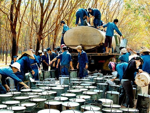 Xuất khẩu caosu Việt nam cũng bị ảnh hưởng bởi chiến tranh thương mại Mỹ - Trung