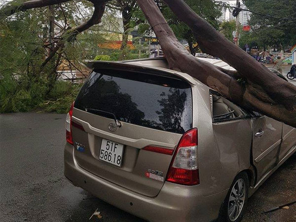 TP.HCM: Xế hộp bị cây xanh đè bẹp dúm trên đường phố, tài xế vội đạp cửa thoát ra ngoài