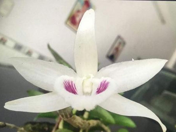 Gốc lan đột biến 17 tỷ: Sự thật bất ngờ về cú chơi chấn động