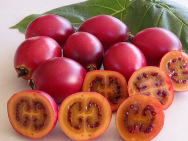 Nửa triệu một kg cà chua thân gỗ
