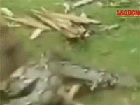 Video Ba cậu bé quyết chiến với rắn khổng lồ để giải cứu chó cưng
