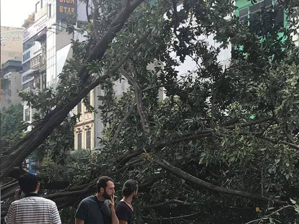 Hà Nội: Cây đa bật gốc chắn ngang đường Tôn Đức Thắng, giao thông tê liệt