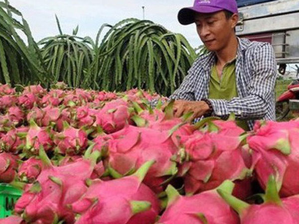 'Giải mã' việc Trung Quốc đột ngột ngưng mua thanh long Việt Nam