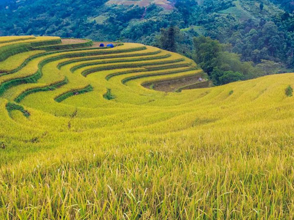 Ngỡ ngàng vẻ đẹp ruộng bậc thang Hoàng Su Phì mùa lúa chín